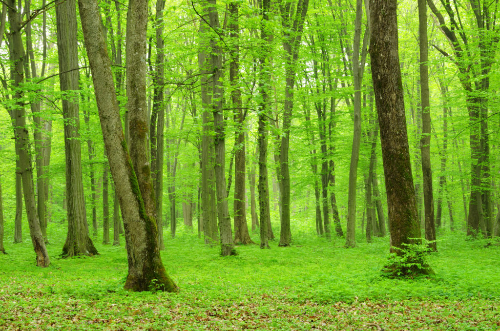 woonproblemen-we-zien-door-de-bomen-het-bos-niet-meer-gemeentennl